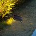 Flood Light Nuvo SF76-646 1 Light - Landscape Flood - PAR20 Flood -Dark Bronze Finish Nuvo